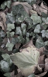 Image: arts & ego for fotos