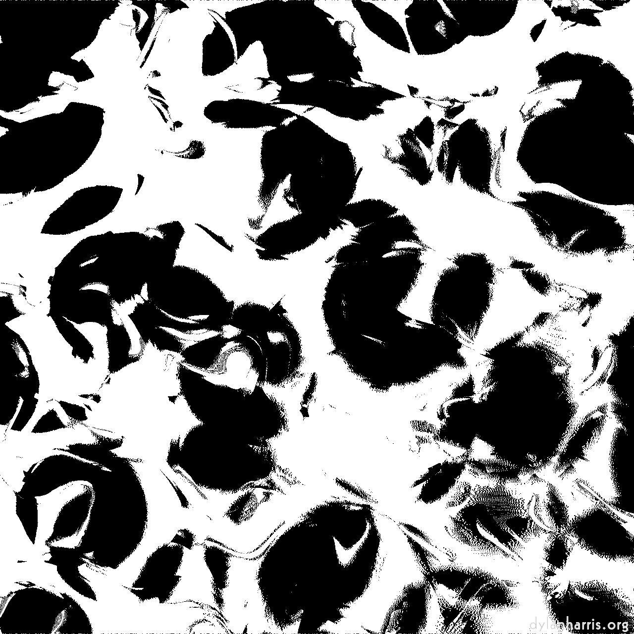 image: fun :: bw beans threshold—tg1