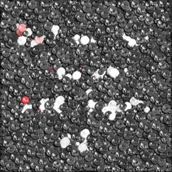 Image: image from text