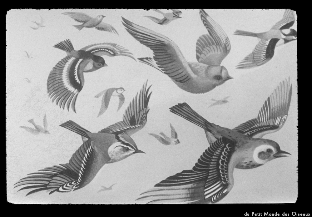 image: This is ‘
le petit monde des oiseaux 9
’.