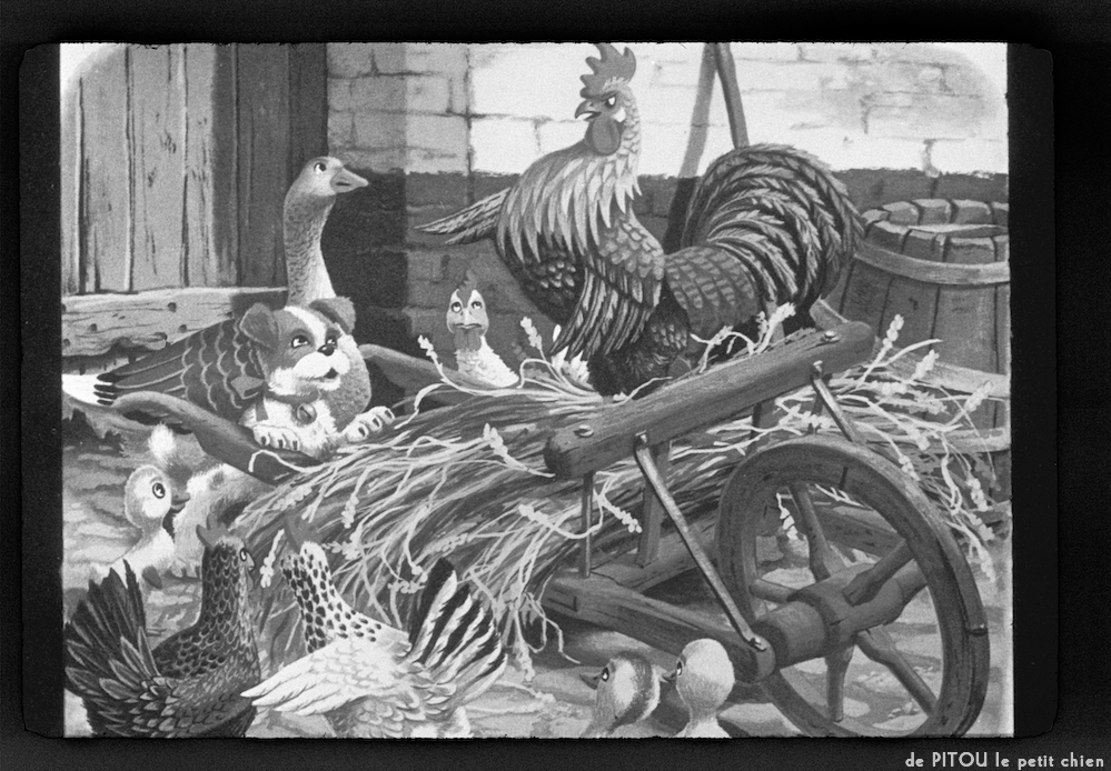 image: This is ‘
pitou le petit chien 7
’.