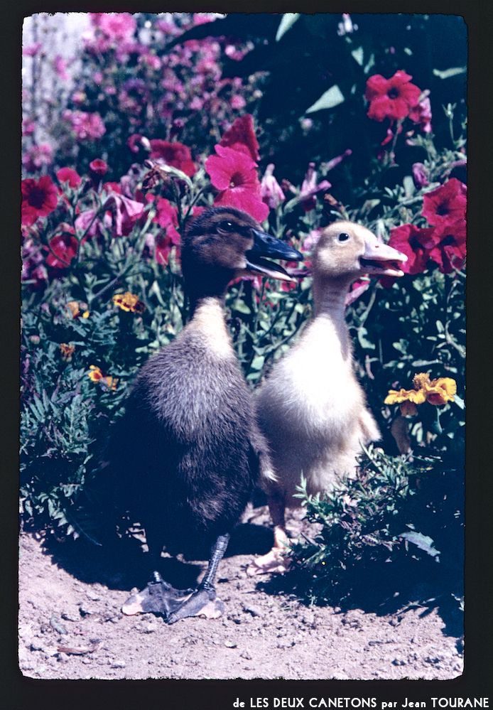 image: This is ‘
les deux canetons 1
’.