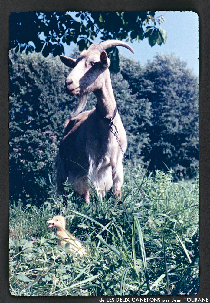 image: This is ‘
les deux canetons 10
’.