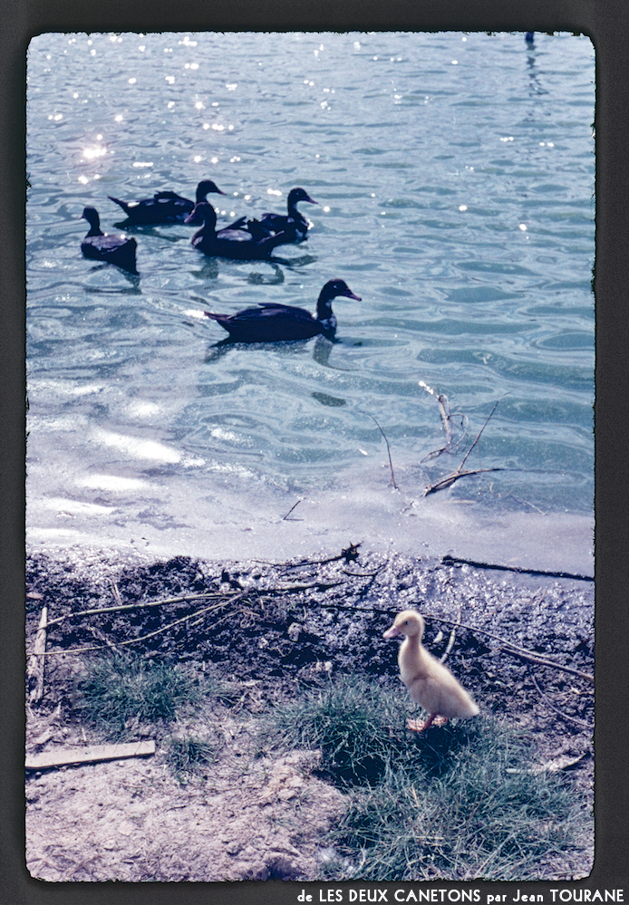 image: This is ‘
les deux canetons 11
’.