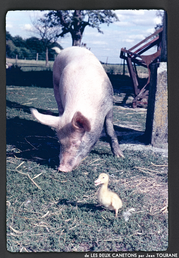 image: This is ‘
les deux canetons 6
’.
