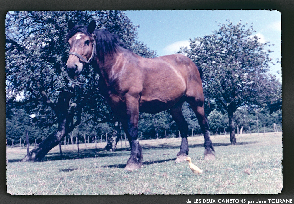 image: This is ‘
les deux canetons 7
’.