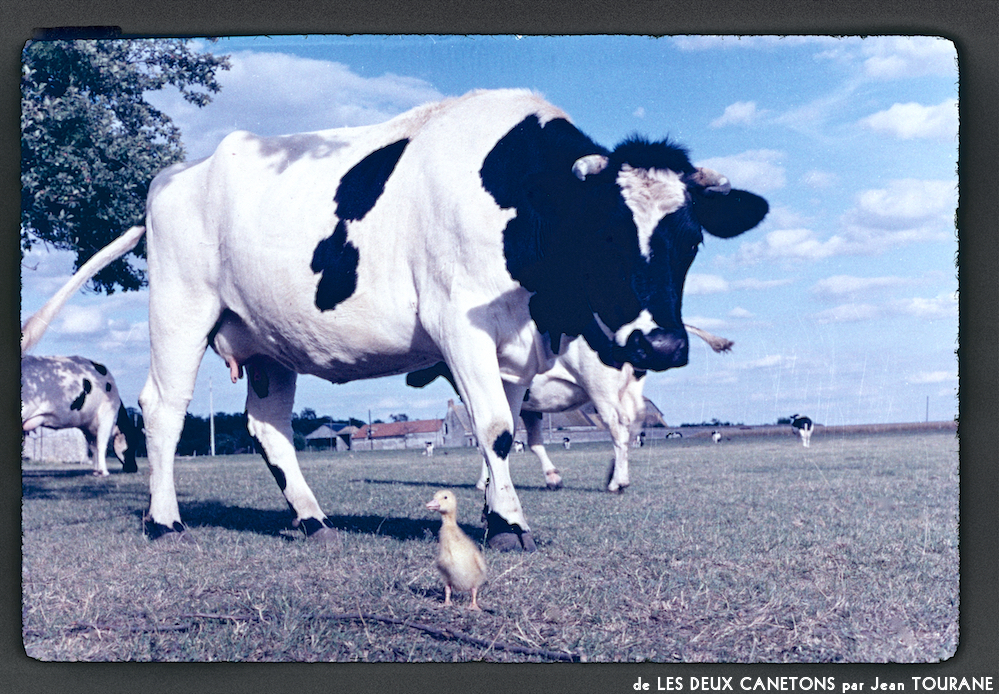 image: Voici ‘les deux canetons 8’.