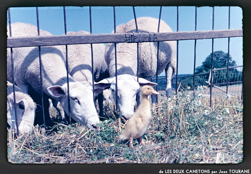 image: Voici ‘les deux canetons 9’.