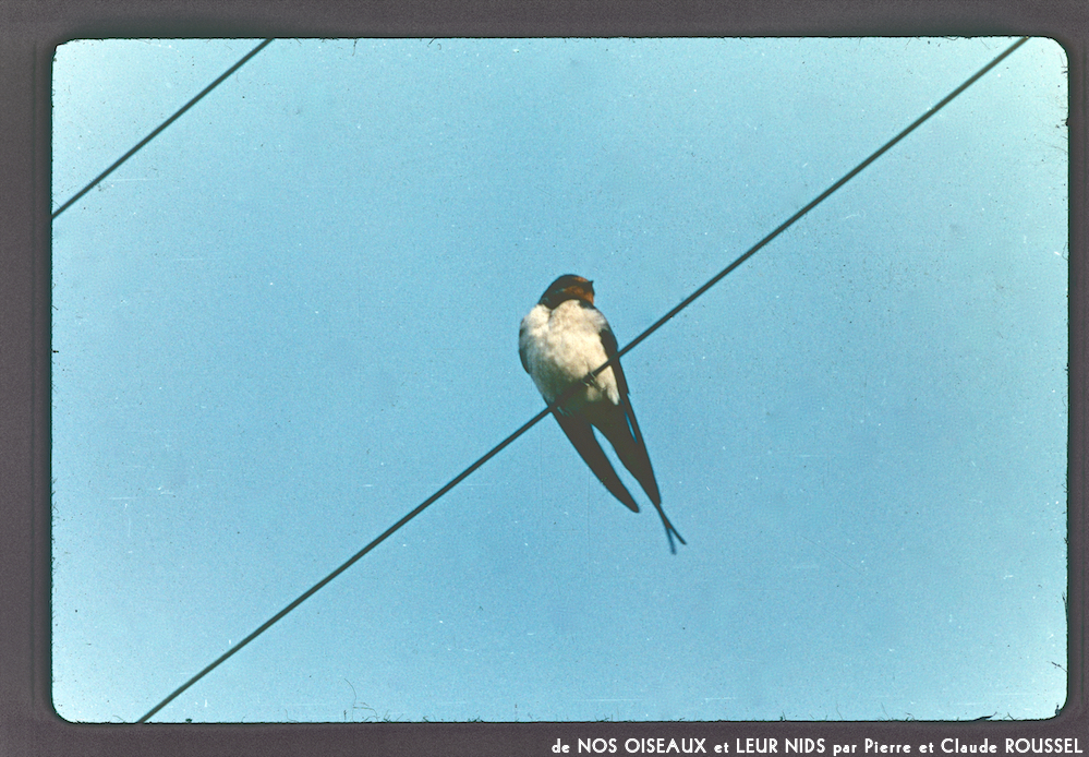 image: This is ‘
Nos oiseaux et leurs nids 1
’.