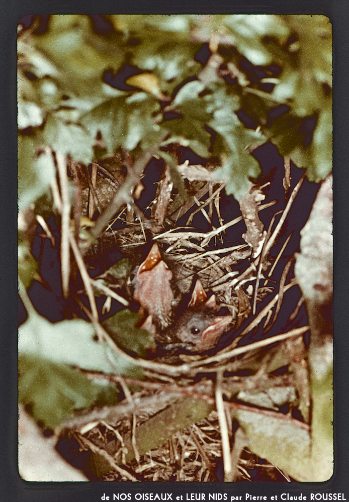 image: This is ‘
Nos oiseaux et leurs nids 11
’.