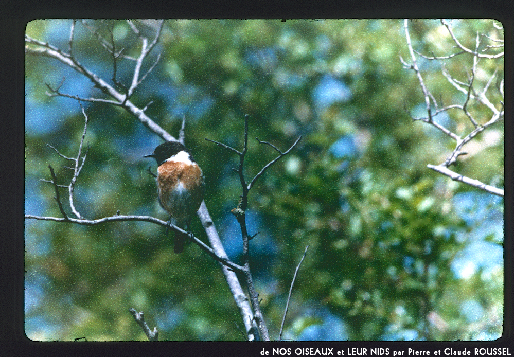 image: This is ‘
Nos oiseaux et leurs nids 12
’.