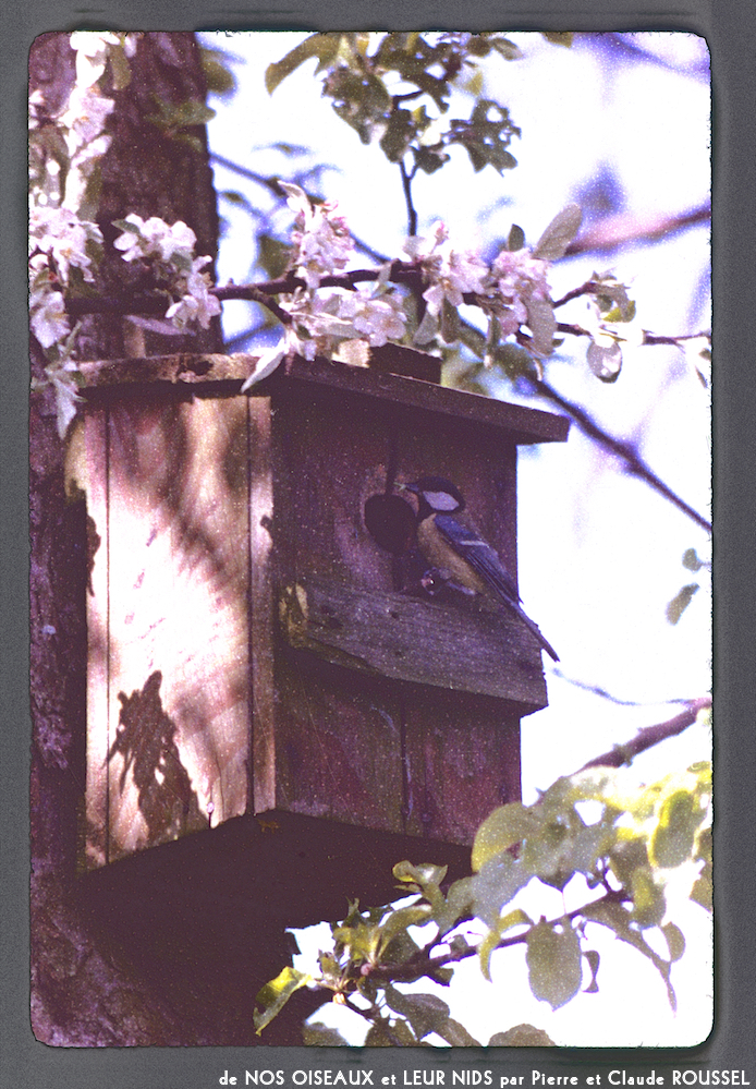 image: Voici ‘Nos oiseaux et leurs nids 13’.