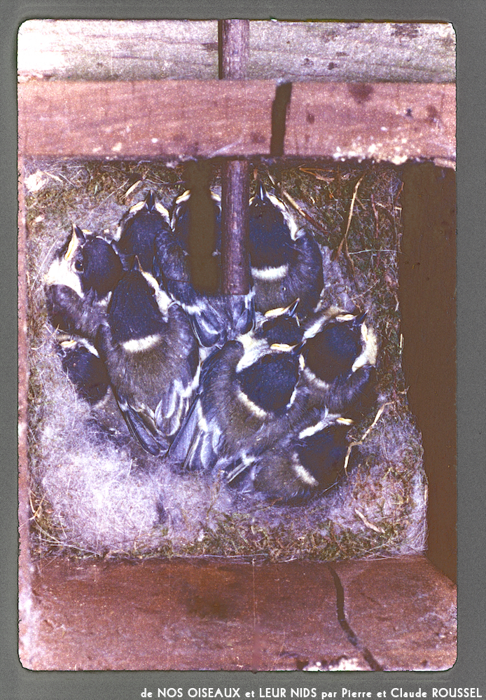 image: This is ‘
Nos oiseaux et leurs nids 14
’.