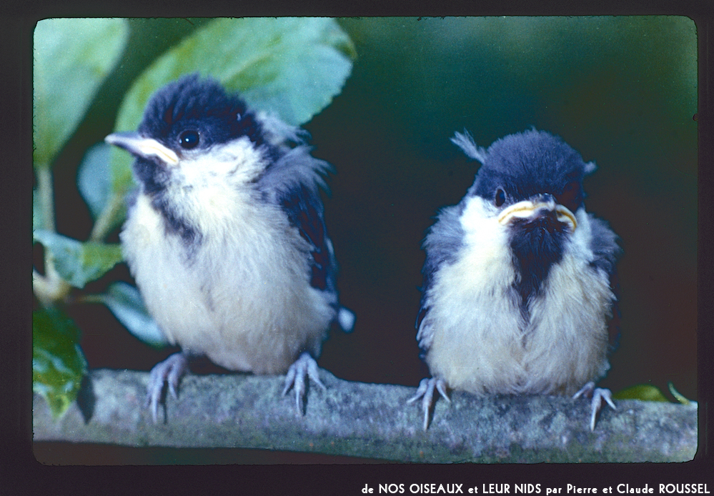 image: Voici ‘Nos oiseaux et leurs nids 15’.