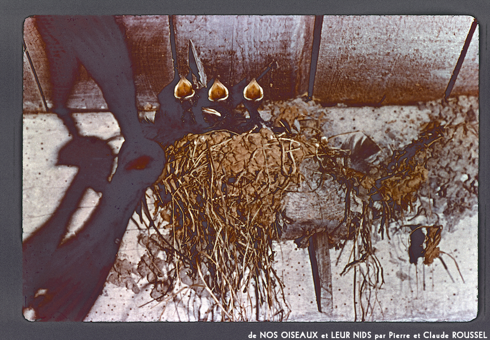 image: This is ‘
Nos oiseaux et leurs nids 2
’.