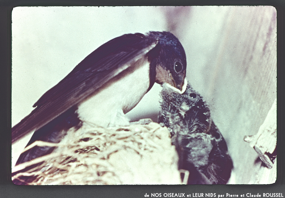 image: Voici ‘Nos oiseaux et leurs nids 3’.