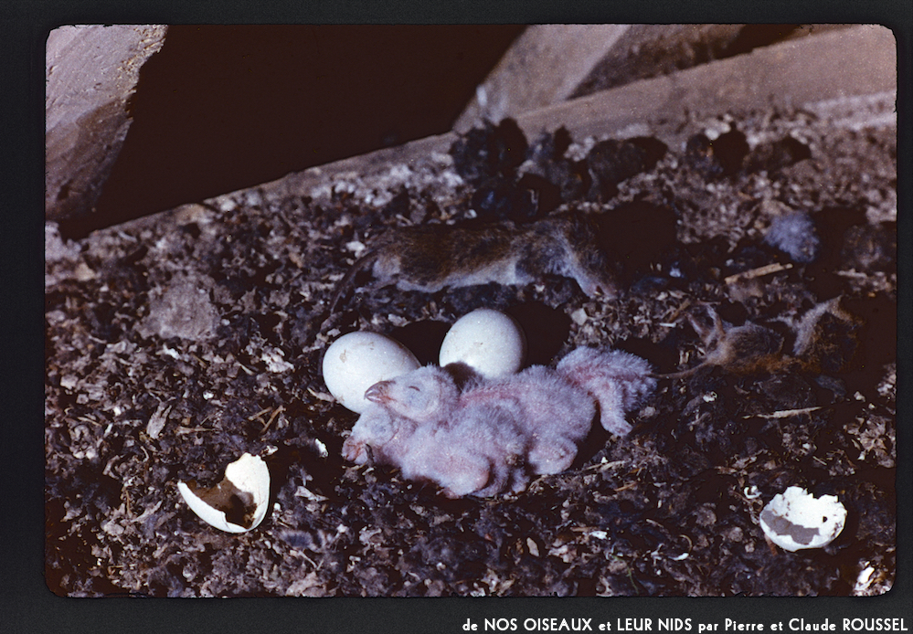 image: This is ‘
Nos oiseaux et leurs nids 5
’.