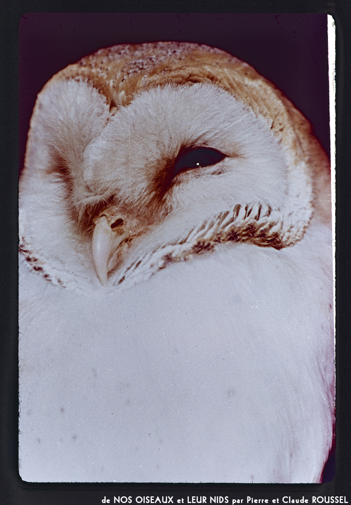 image: Voici ‘Nos oiseaux et leurs nids 6’.