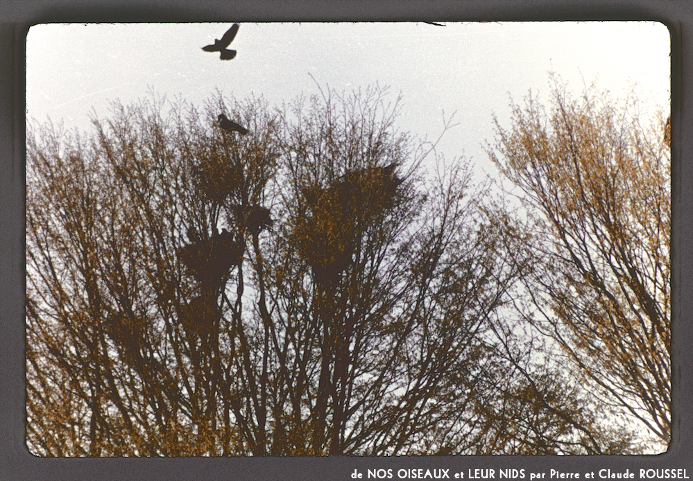 image: Voici ‘Nos oiseaux et leurs nids 7’.