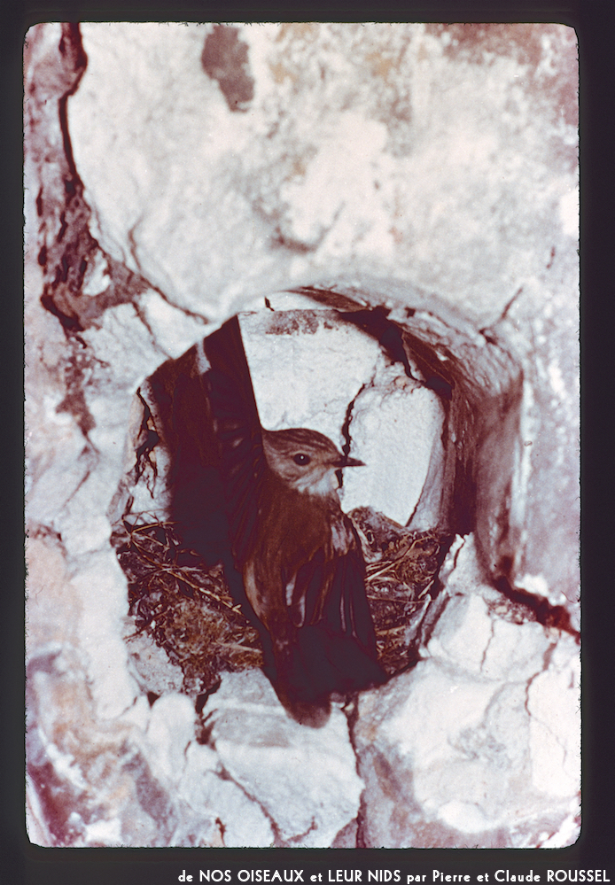 image: This is ‘
Nos oiseaux et leurs nids 8
’.