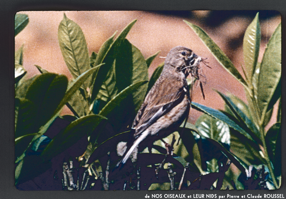 image: This is ‘
Nos oiseaux et leurs nids 9
’.