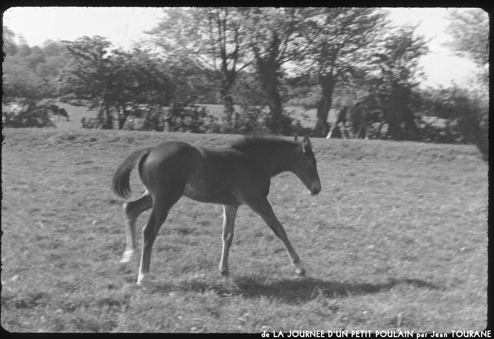 image: This is ‘
la journée d’un petit poulain 10
’.