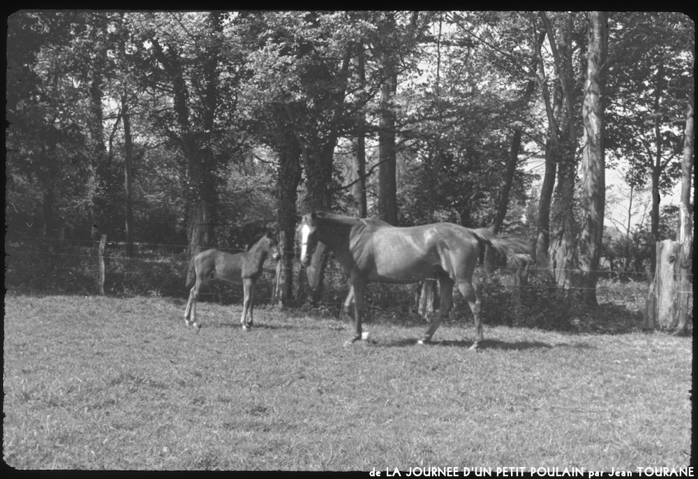 image: This is ‘
la journée d’un petit poulain 11
’.