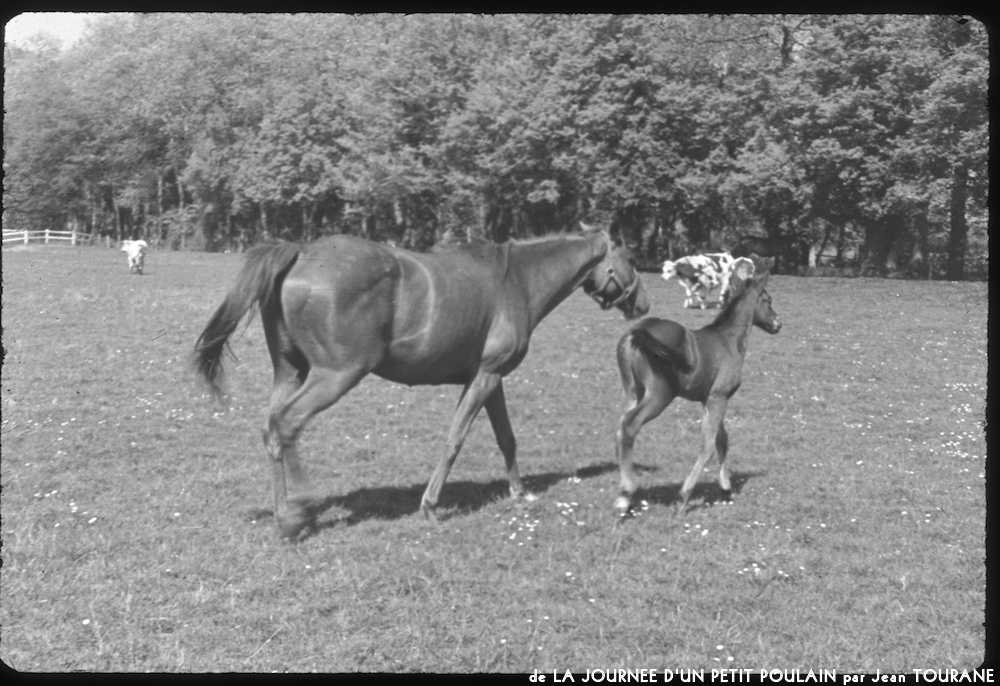 image: This is ‘
la journée d’un petit poulain 2
’.