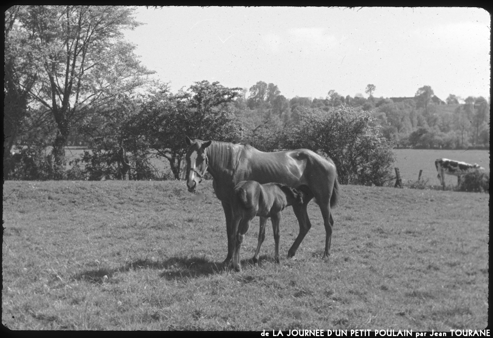 image: This is ‘
la journée d’un petit poulain 5
’.