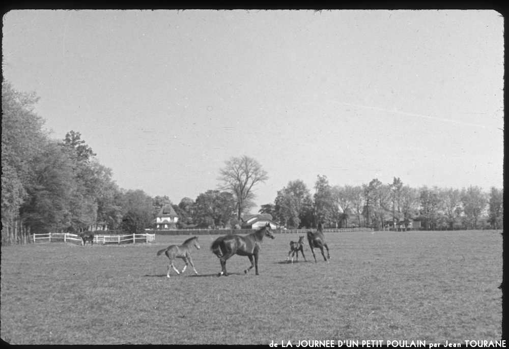 image: This is ‘
la journée d’un petit poulain 9
’.