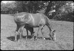 image: Image from the photoset ‘
la journée d’un petit poulain
’.