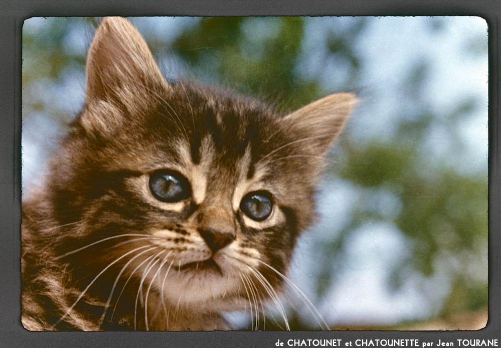 image: This is ‘
chatounet et chatounette 1
’.