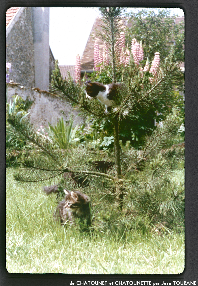image: Voici ‘chatounet et chatounette 10’.