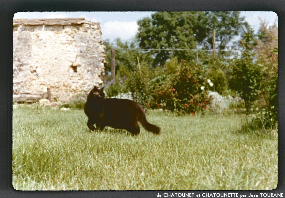 image: Voici ‘chatounet et chatounette 11’.