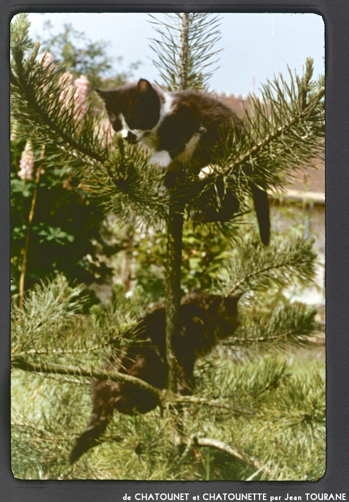 image: Voici ‘chatounet et chatounette 12’.