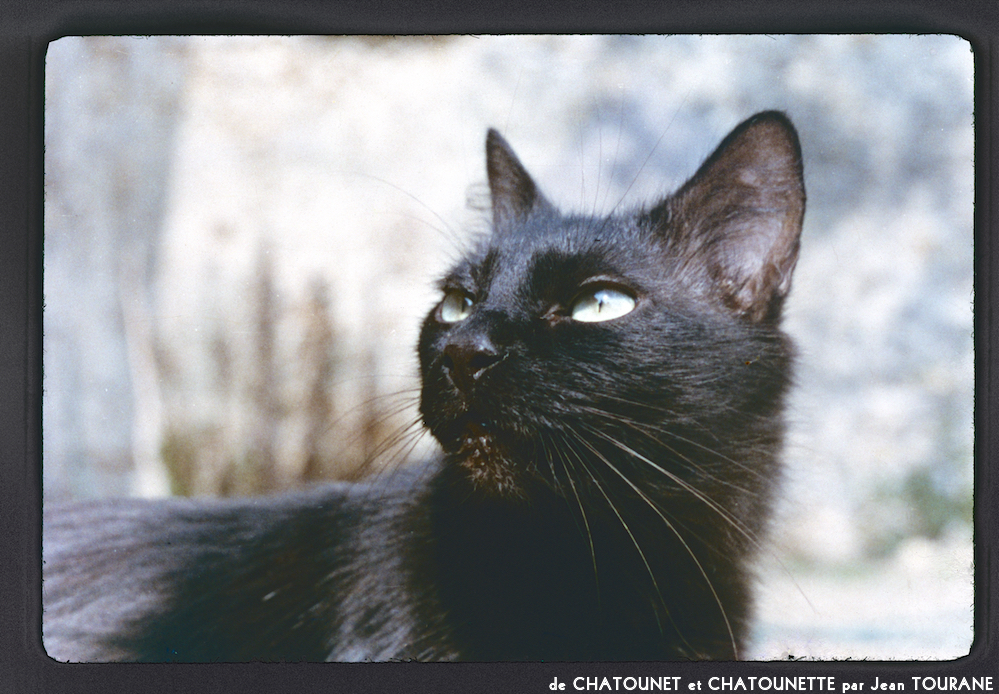 image: This is ‘
chatounet et chatounette 13
’.