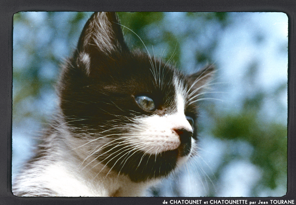 image: This is ‘
chatounet et chatounette 14
’.