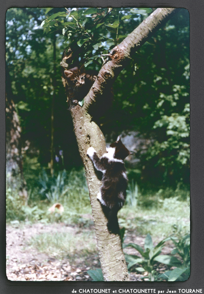 image: This is ‘
chatounet et chatounette 15
’.
