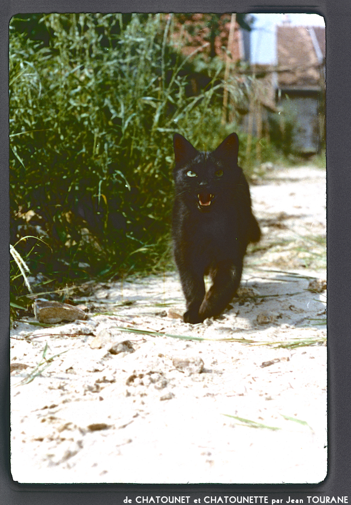 image: Voici ‘chatounet et chatounette 16’.