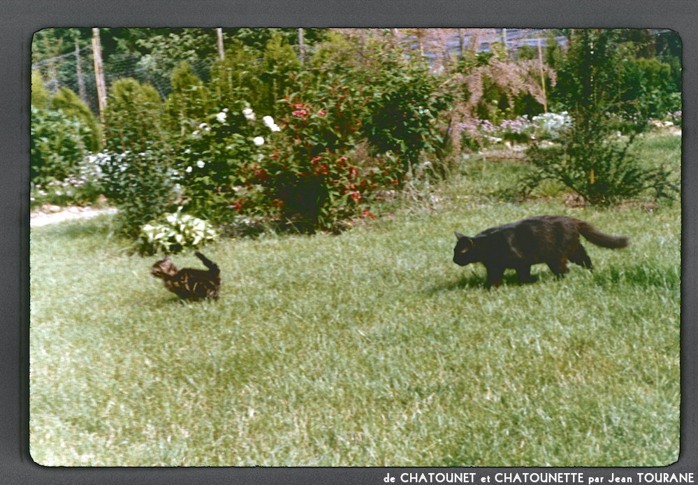 image: This is ‘
chatounet et chatounette 17
’.