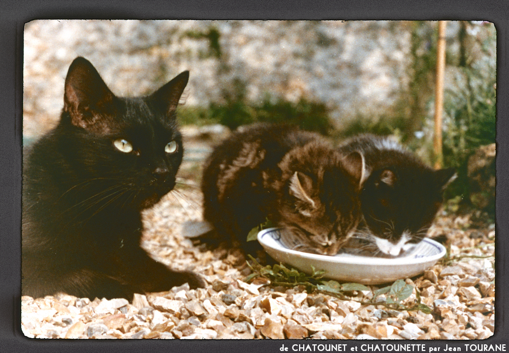 image: This is ‘
chatounet et chatounette 18
’.