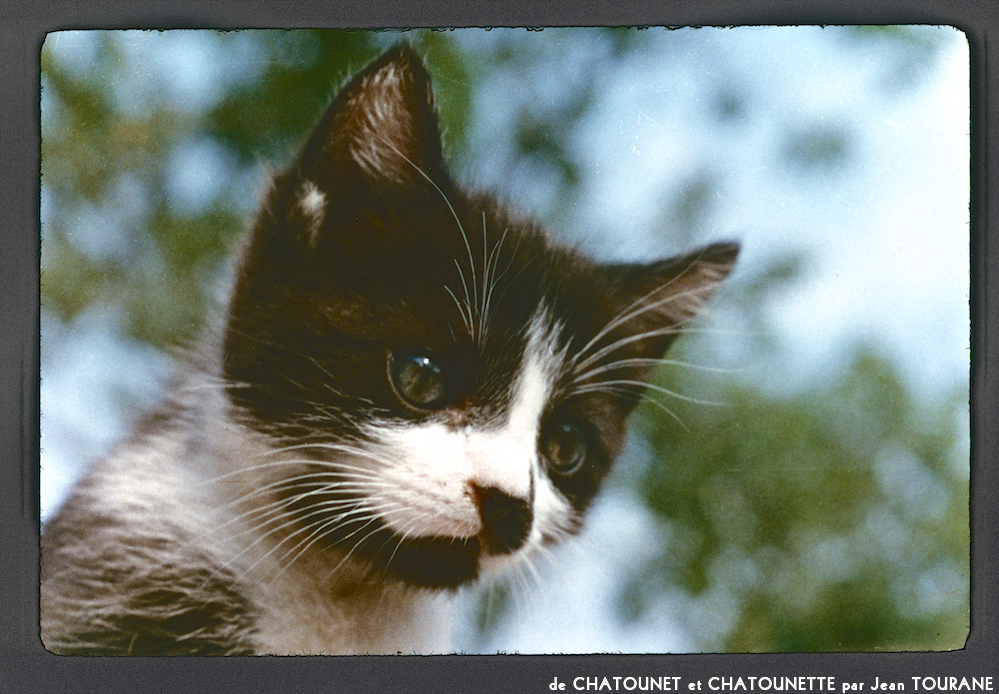 image: This is ‘
chatounet et chatounette 2
’.