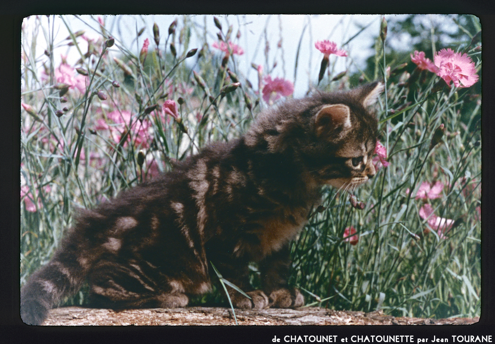 image: Voici ‘chatounet et chatounette 3’.