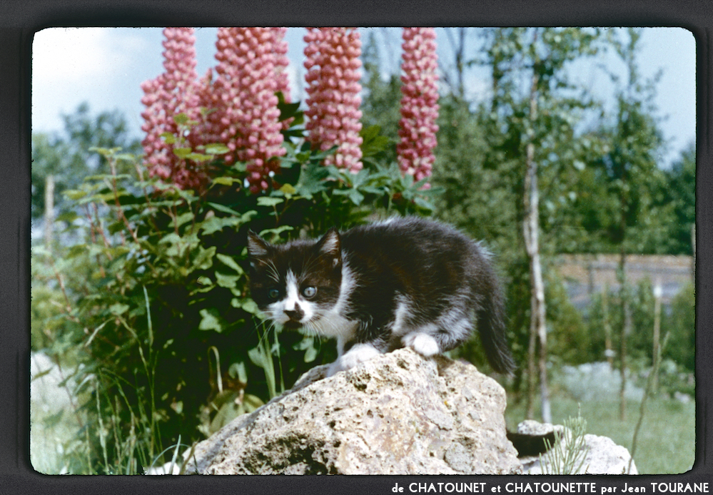 image: Voici ‘chatounet et chatounette 4’.