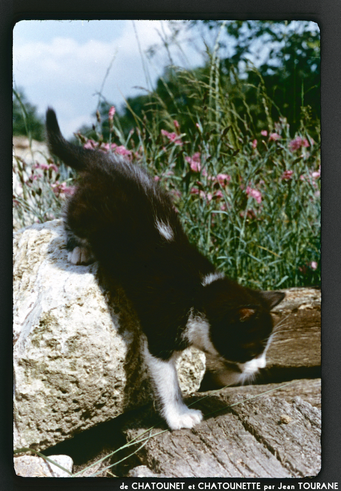 image: Voici ‘chatounet et chatounette 5’.