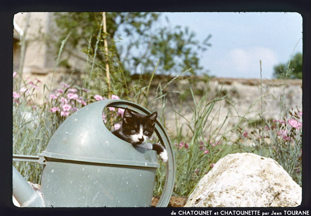 image: This is ‘
chatounet et chatounette 6
’.