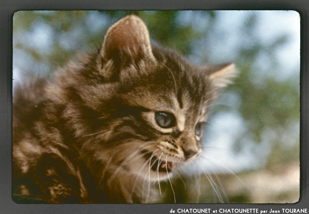 image: This is ‘
chatounet et chatounette 7
’.