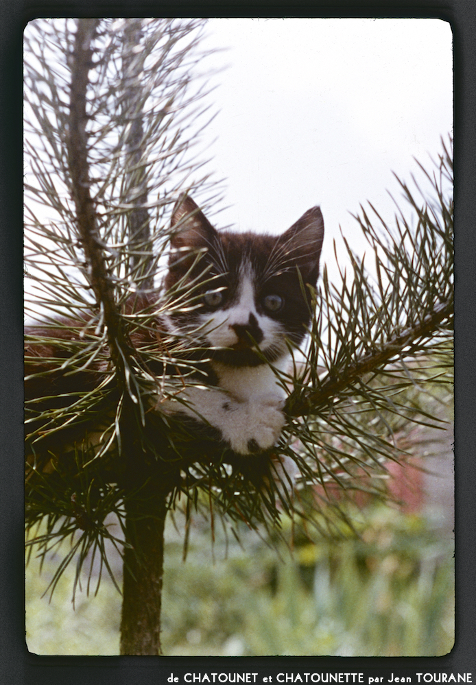 image: This is ‘
chatounet et chatounette 8
’.
