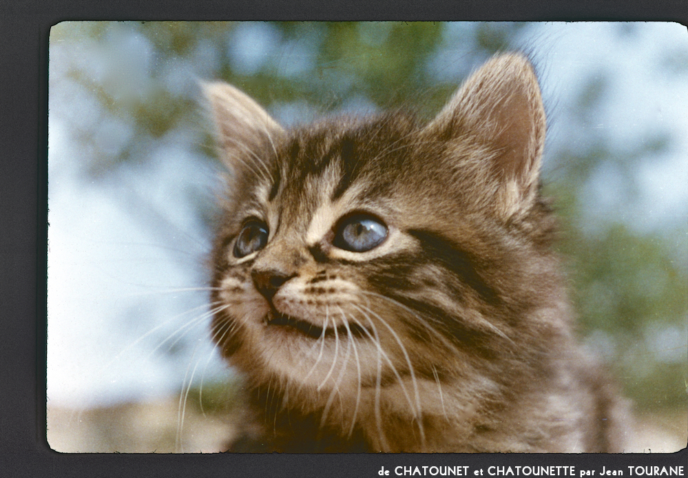 image: This is ‘
chatounet et chatounette 9
’.