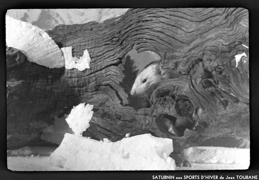 image: This is ‘
saturnin aux sports d’hiver 6
’.